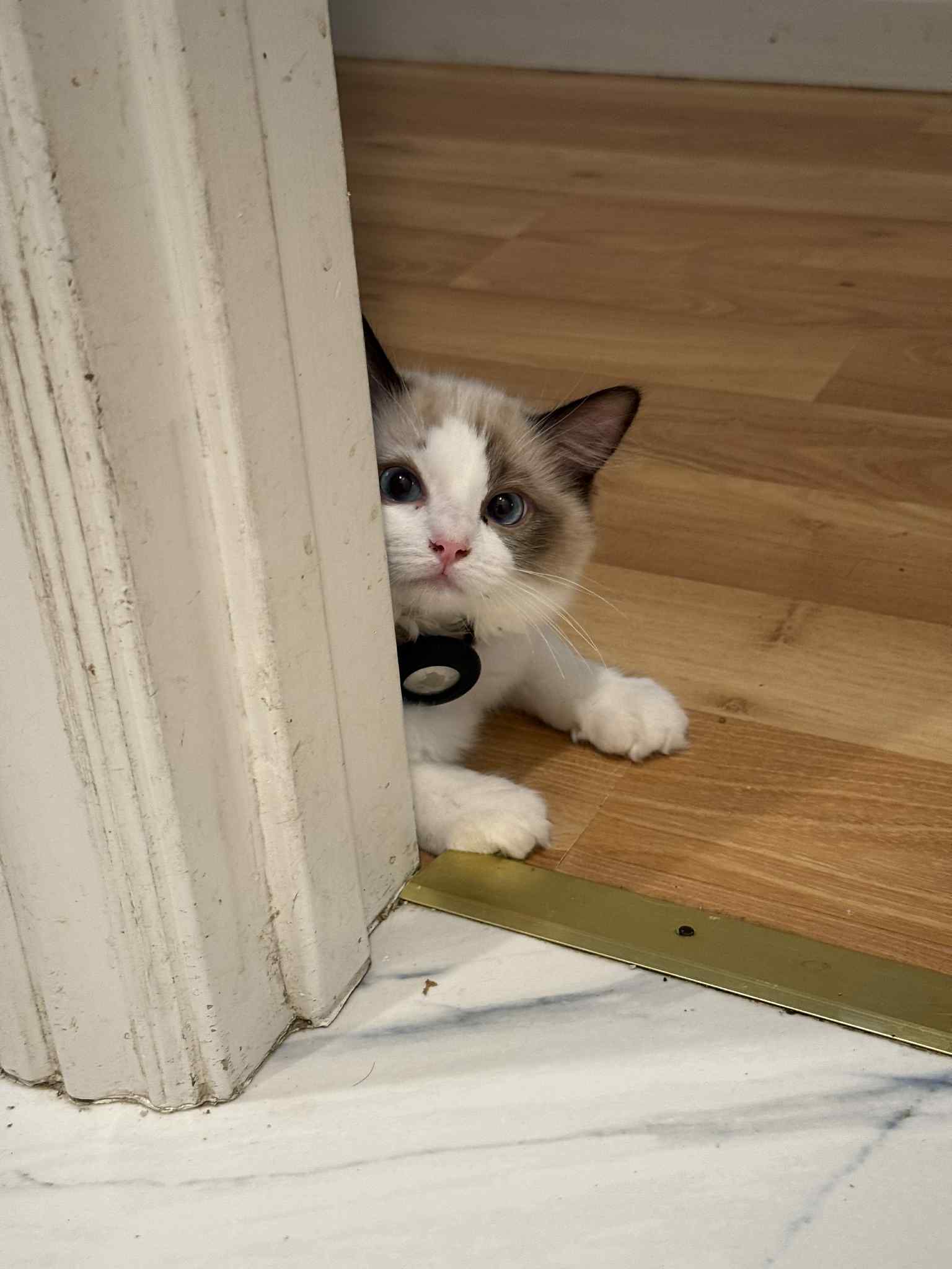 bay area ragdolls