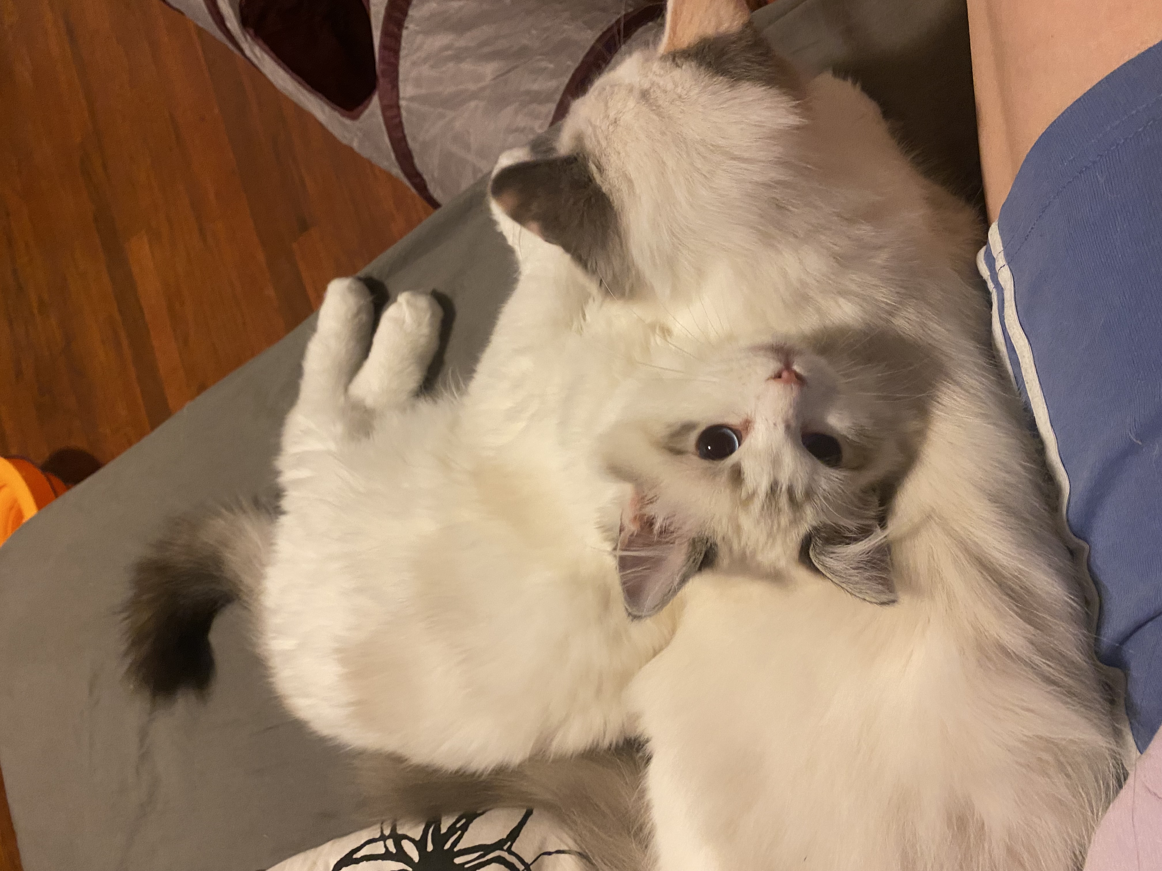 bay area ragdolls