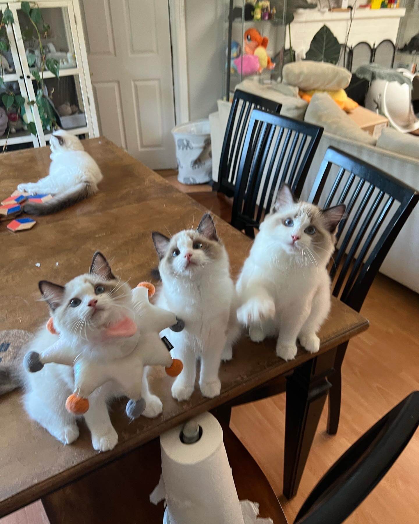 bay area ragdolls