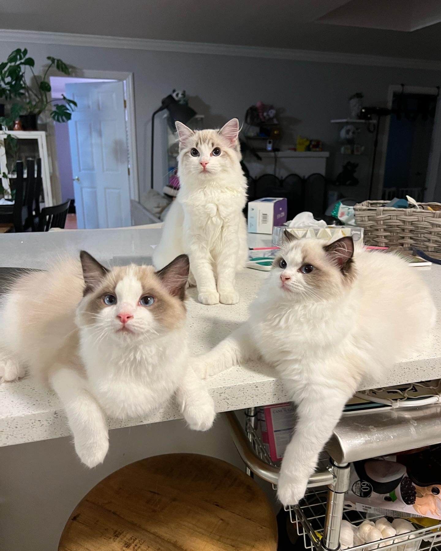 bay area ragdolls