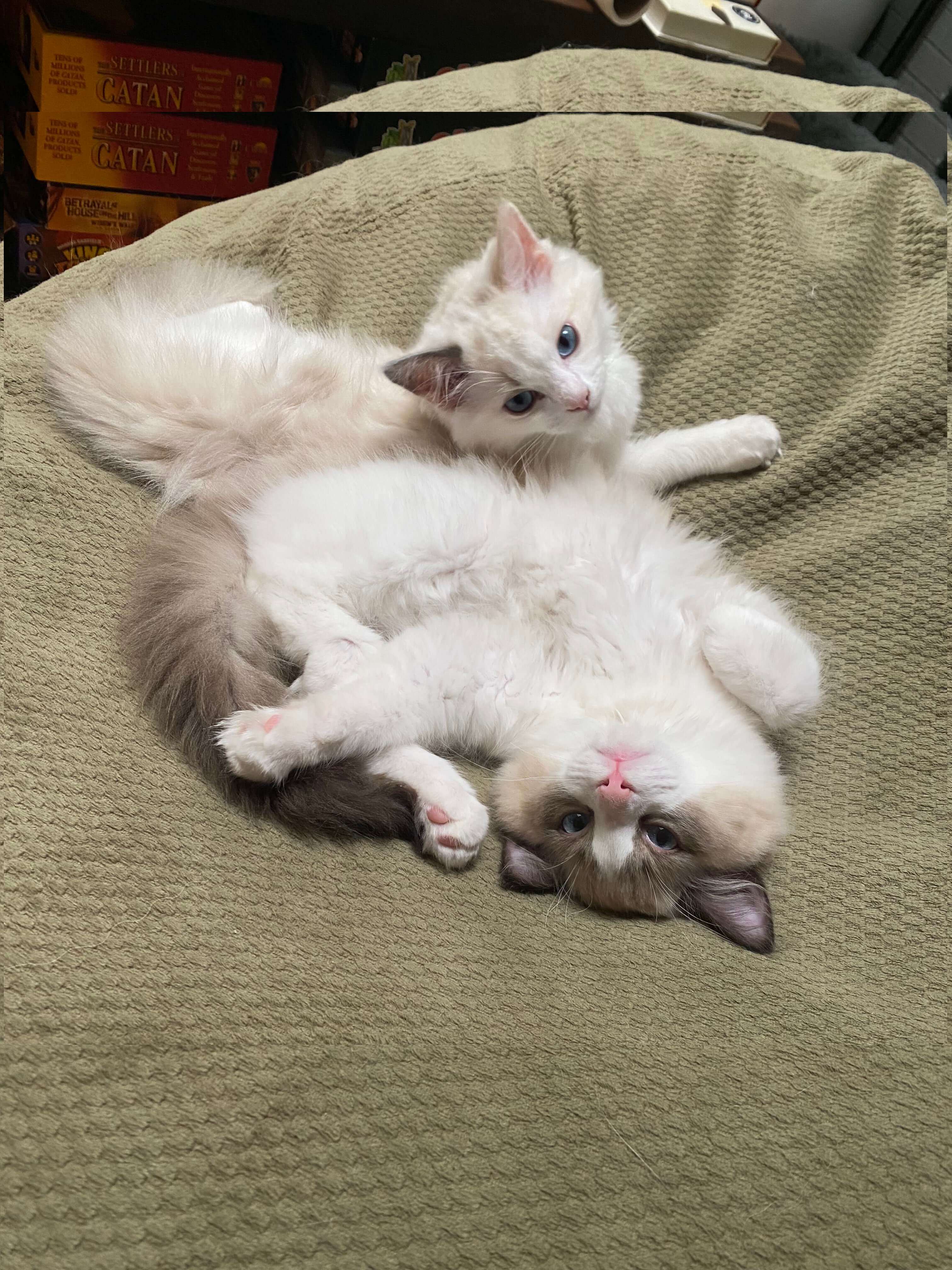 bay area ragdolls