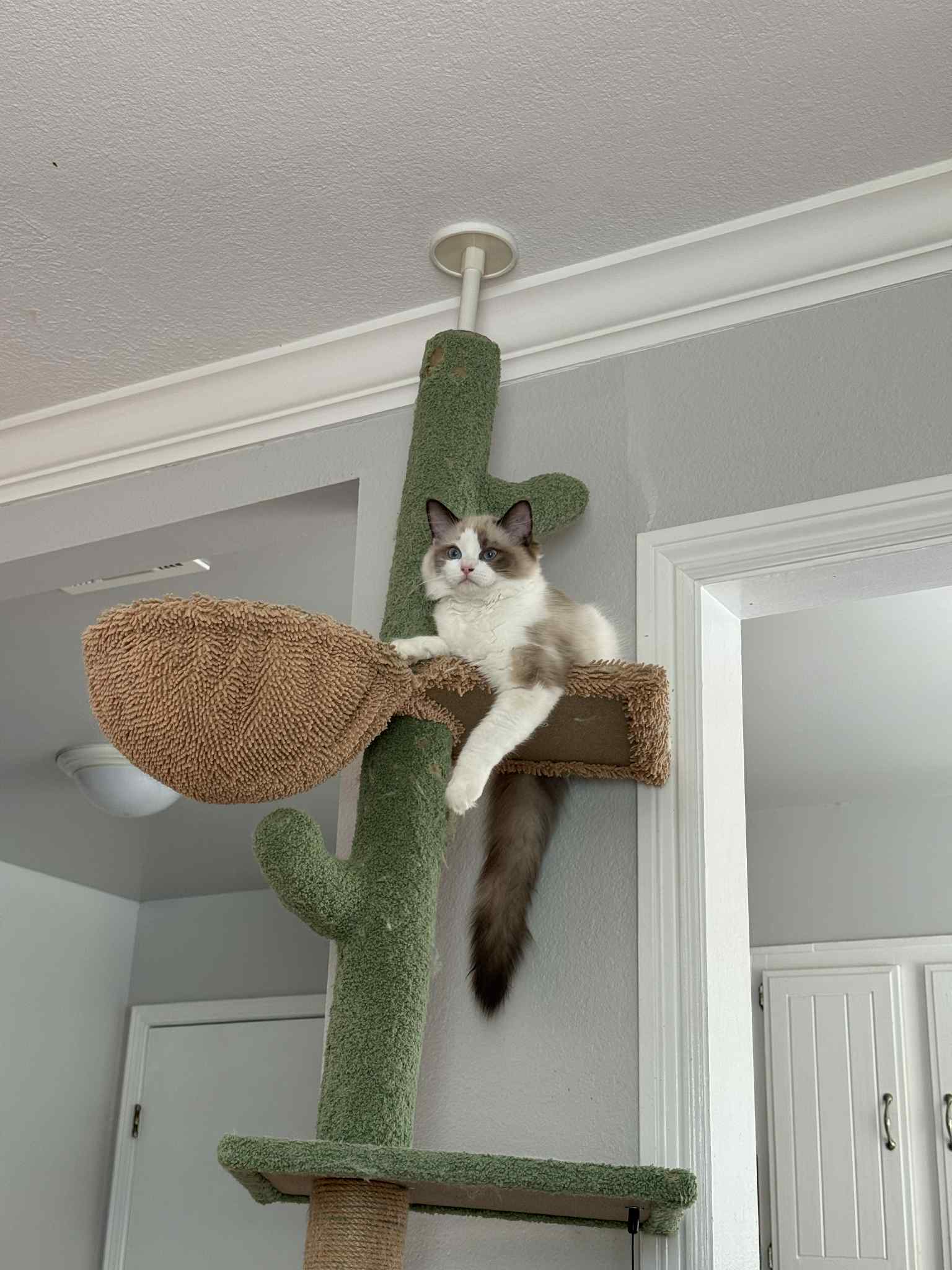 bay area ragdolls